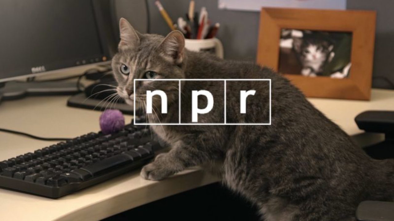 NPR: One Cat Typing